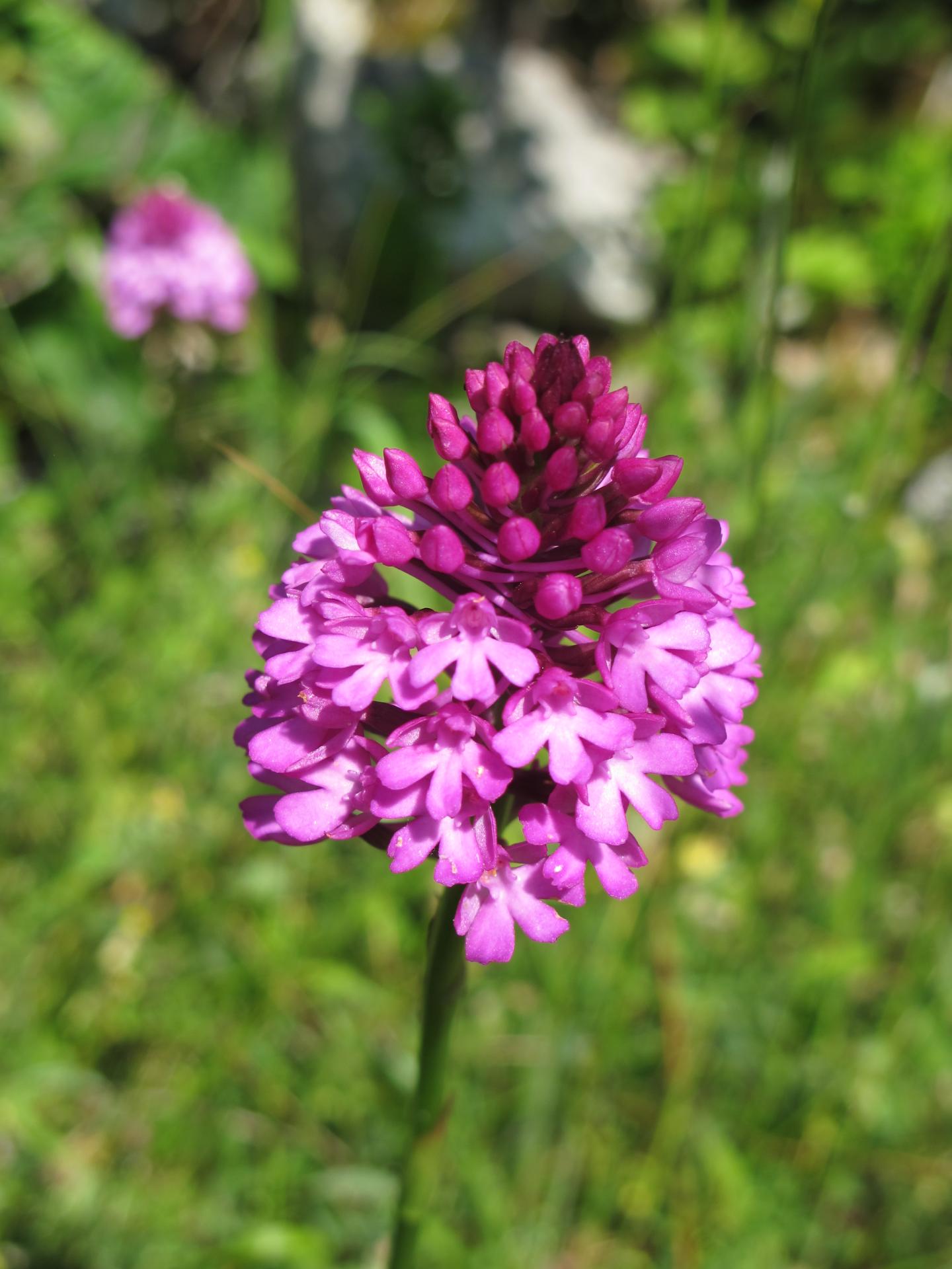 A pyramidalis vercors 2013 07 3