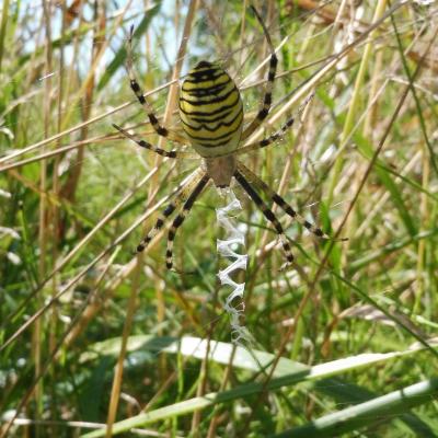 Argiope frelon 2021 08 14 clery