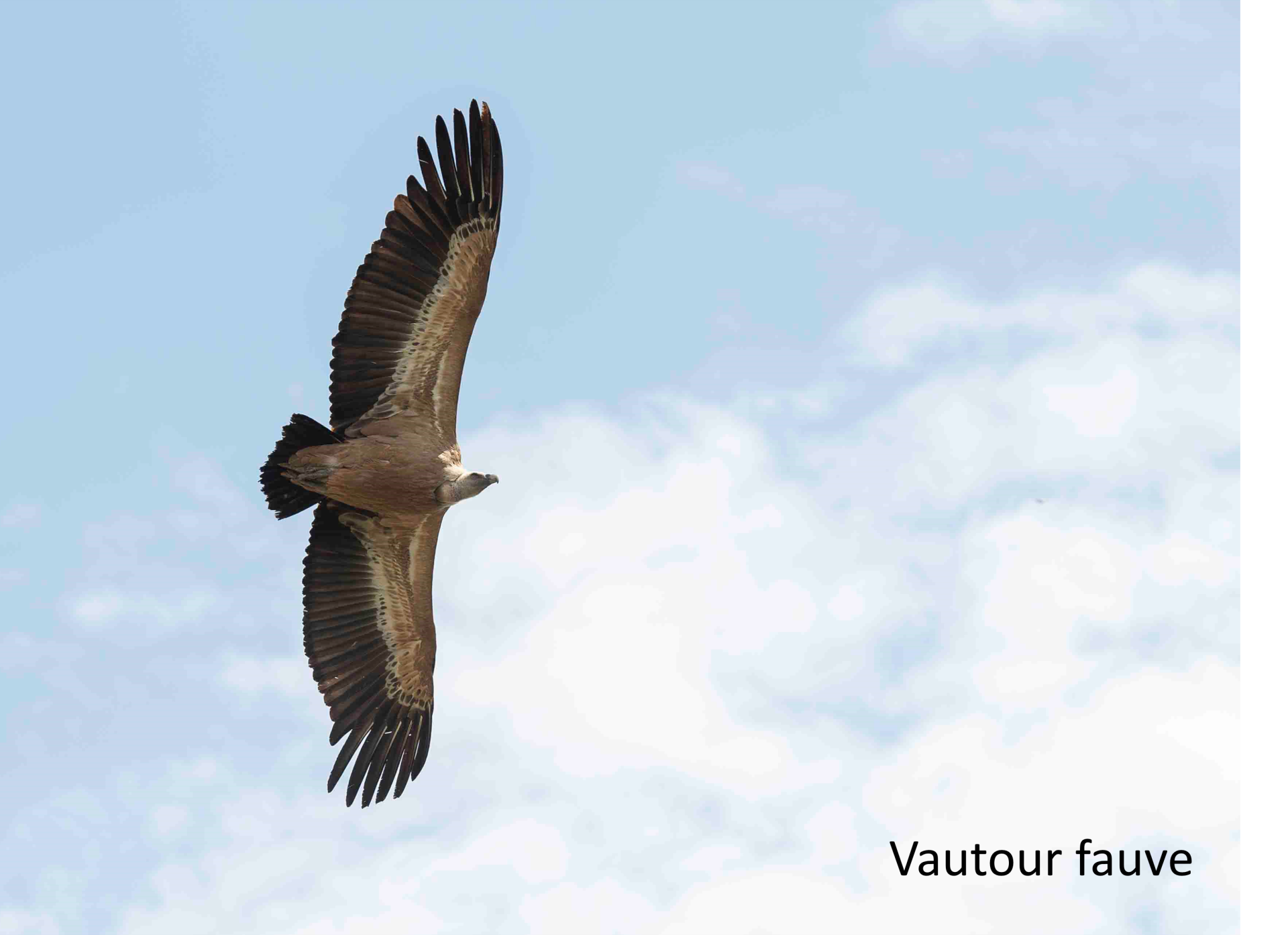 Vautour fauve légendée